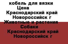 кобель для вязки › Цена ­ 10 000 - Краснодарский край, Новороссийск г. Животные и растения » Собаки   . Краснодарский край,Новороссийск г.